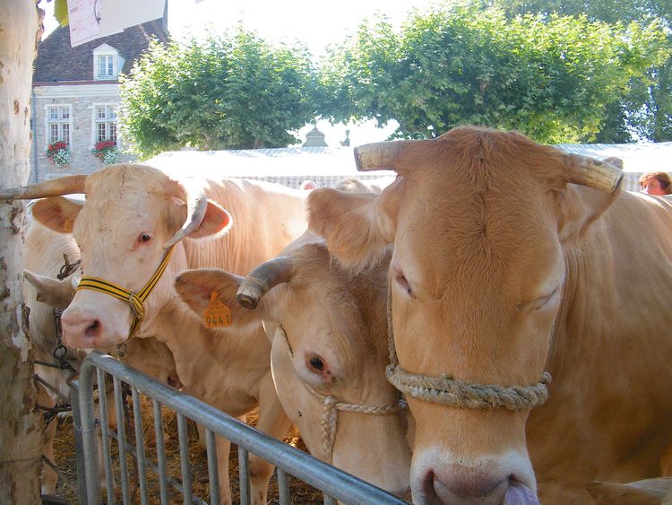 LA BLONDE – Sauveterre-de-Béarn va célébrer sa race préférée